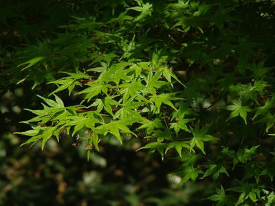 Close up of green leaves in soft sunlight