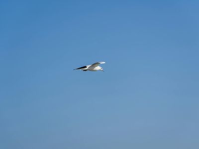 Looking up at the clear blue sky